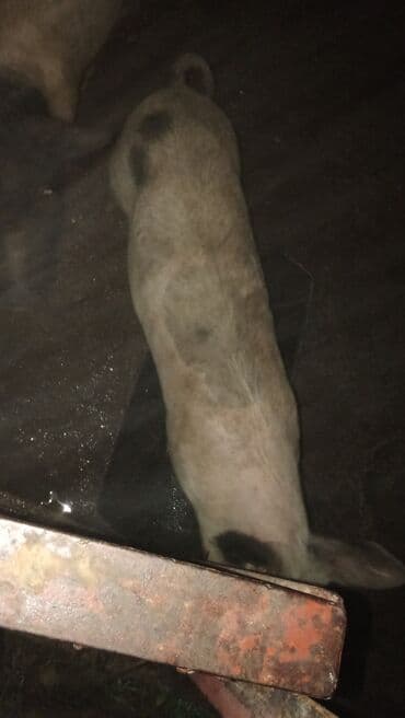 psi na poklon stenci: Na prodaju jedno prase 370 dinara — 7