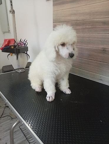 psi za udomljavanje novi sad: Pudla – štene bele boje - Rasa: pudla (standardni/veći tip na — 2