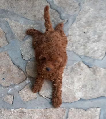 toy pudla apricot: Crvena toy pudlica, žensko štene – staro 2,5 meseci.Profesionalno — 3