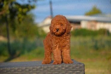 Pets & Animals: Toy pudle Odgajivacnica "Team AS Trajkovic" u ponudi ima prelepe toy — 9