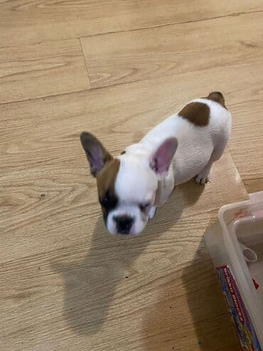 prodaja engleskih buldoga: Štene malog rasta francuski buldog - Bela dlaka sa braon pegama na — 3