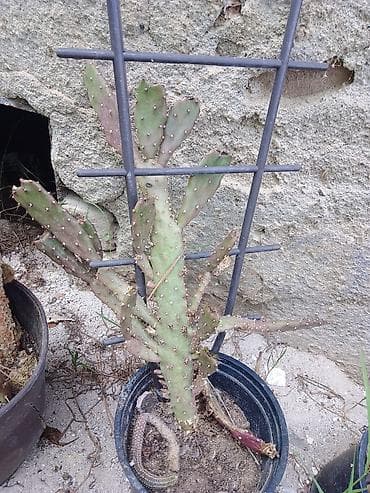 Opuncija (kaktus „prickly pear“) u saksiji - Vrsta: Opuntia sp. sa