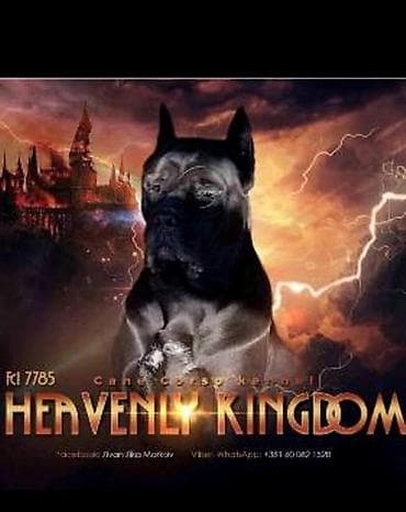psi: Kane Korso štenci Odgajivačnica Cane Corso Kennel Heavenly Kingdom FCI — 9