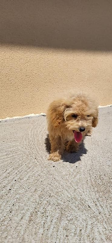 psi na poklon smederevo: Maltipoo-Bipooo Na prodaju stenci oba pola ostenjeni 01.05.2026.Majka — 2