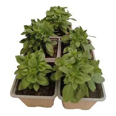 Semena i sadnice: Sitnolisti bosiljak – - Vrsta: Ocimum basilicum (sitnolisti — 2
