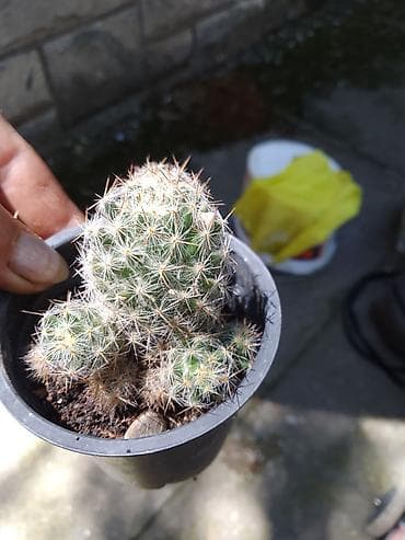 Mali kaktus u saksiji (Mammillaria/rod sličan) – kompaktan busen sa