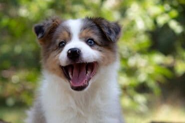 psi cene: Border koli-Border collie, štenad, crno bela i blue merle. Štenad je — 1
