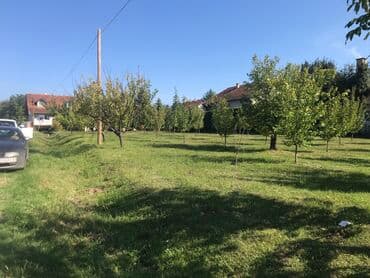 prodaja kuca pirot: Gradjevinski plac 1200 kvadrata (12 ari ) N Placu ima 60 kajsija 4 — 1