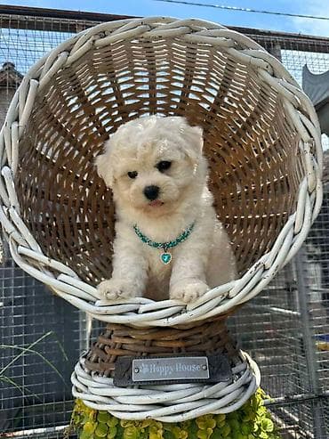 stenci labradora: Bichon Frise štenci U ponudi prelepi, umiljati i razigrani štenci rase — 5
