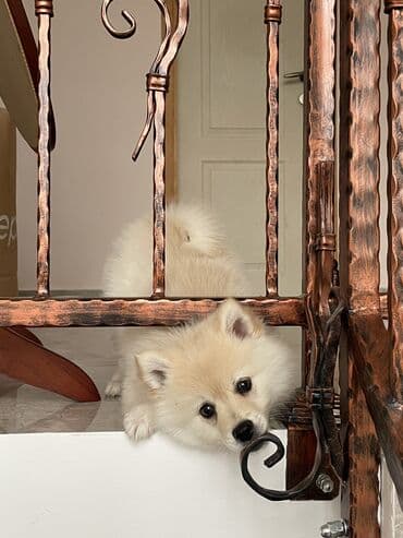 Ptice: Zenka nemackog spica na poklon, srednjeg rasta. Stara 3 i po meseca — 4