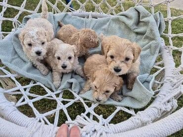 stenci na poklon beograd: Maltipoo štenci MALTIPOO štenci izuzetnog kvaliteta i izgleda, veoma — 3