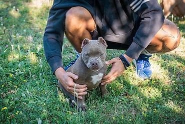 mesanac labradora i retrivera: Dostupna dva muska i dva zenska steneta mikro exotic bulija, posetite — 2