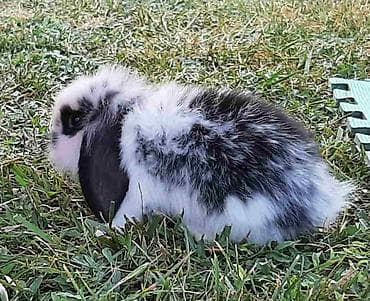 Rodents: Predivni patuljasti kunići sa spuštenim ušima čekaju da pronađu svoju — 7