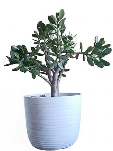 Sukulenta “Drvo novca” (Crassula ovata) u dekorativnoj saksiji, visina