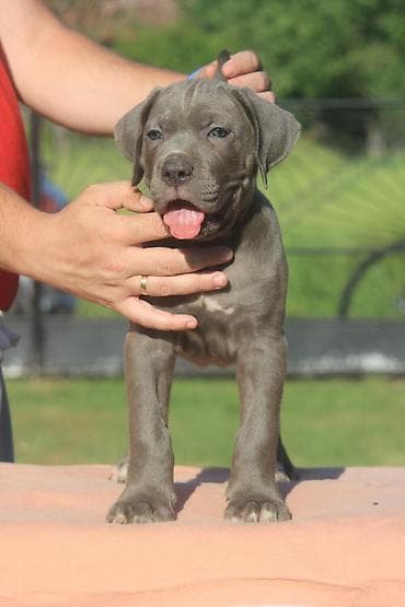 mali psi za udomljavanje: Cane Corso štenci U ponudi veoma perspektivni štenci iz različitih — 1