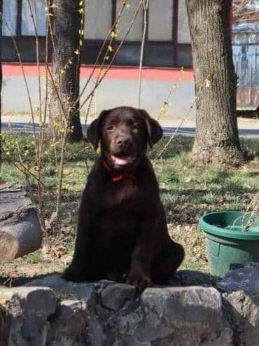 Psi: Izuzetna cokoladna štenad Labrador retrivera oštenjena 26. novembra — 3