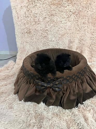 beli psi: Pomeranac, vrhunski štenci POMERANCI devet nedelja stari, vrhunskog — 10