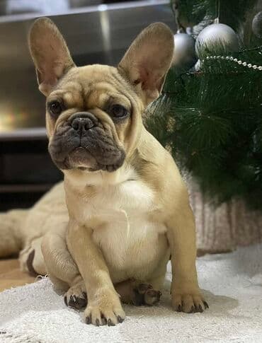 veliki kavez za papagaje: Francuski buldog – štene - Pasmina: francuski buldog - Boja dlake — 1