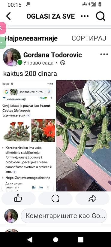 Kaktus „Peanut Cactus” (Echinopsis chamaecereus) - Cena: 200 dinara -