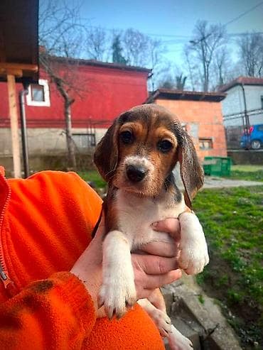 cane corso srbija: Bigl štenci Prodajem prelepe rasne štence rase Bigl, oštenjene — 9