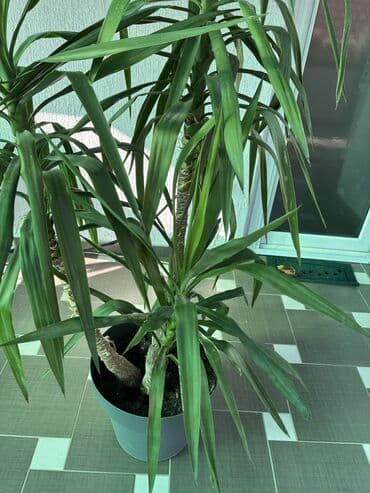 čarobne zvučne priče 2: Dve novogodisnje zvucne knjigice za decu,jedna je 800dinara,knjigici — 16