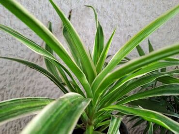 draperi za deciju sobu: Zamija, Palma, Chlorophytum, velike biljke, jednostavne za odrzavanje — 3