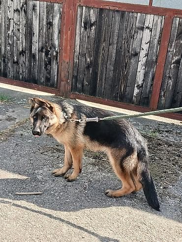 kapi za pilice: Mužjak Nemačkog Ovčara na prodaju. Star 5 meseci. Vakcinisan — 2