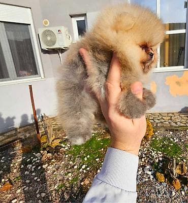 macke na poklon beograd: Najlepsi Pomeranci Boo samo u Pom_Hash_Starsu, bebe najkrace njuskice — 2