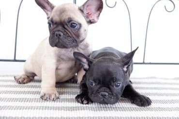 pudlice na prodaju: French bulldog kennel Srcky's oglasava zutog muzjaka i tigrastu zenku — 3