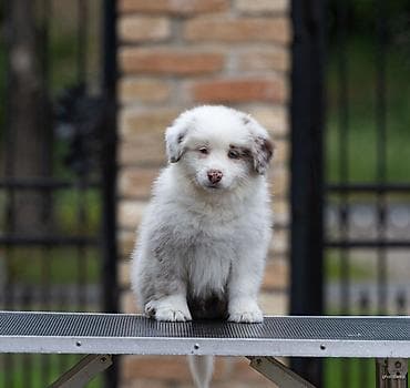 mala telad za prodaju: Na prodaju 9 šteneta Border Collie, iz dva različita legla. - Jedno — 4