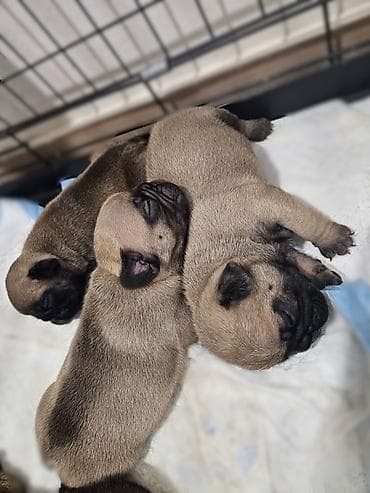 Rasa: francuski buldog (štenad) Opis: - Leglo preslatih mops štenaca