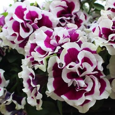 Petunija gusta Cena:550 din Pakovanje 2gr Jednogodišnja biljka visoka