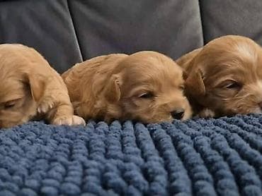 boston terijer cena: Maltipoo štenci, prelepe bebe Na prodaju prelepi štenci maltipoo — 3