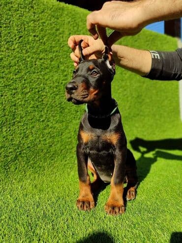 Psi: Doberman štenci dostupni Stari 65 dana Zlatni ( žuti) mužijak - 700 — 3