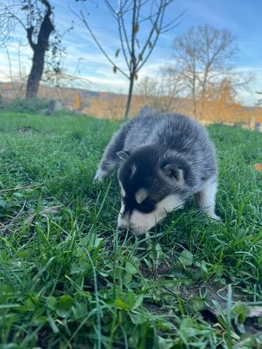 Ostale životinje: Sibirsky haski štenci - Leglo prelepih štenaca sibirskog haskija — 13