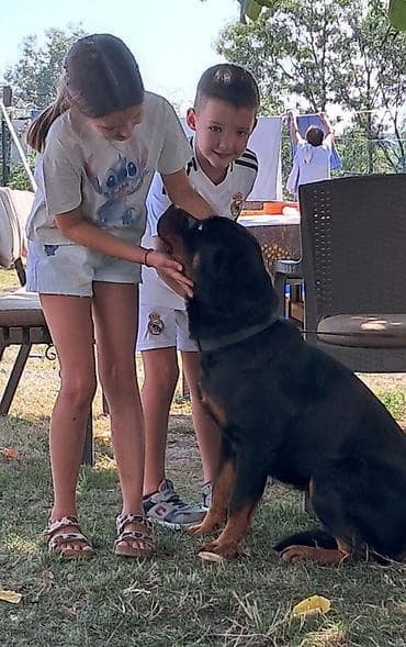 francuski buldog štenci: Rotvajler, muška štenad Odgajivačnica „Fustendorf“ FCI 5449, rasa — 6