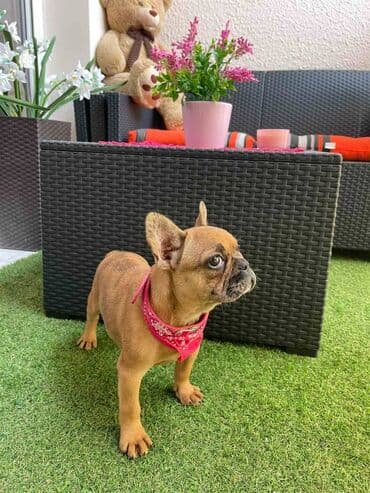 francuski buldog plavi cena: Odgajivacnica "Happy Puppies" ima u ponudi prelepe stence francuski — 7