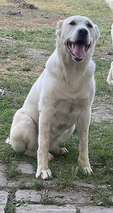 psi na poklon kragujevac: Na prodaju ženka azijata (srednjeaziski ovčar) Stara 6. Nedelja — 10