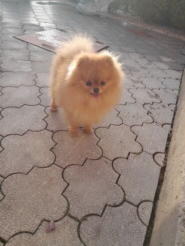 pomeranci oglasi: Pomeranac muski star 10 meseci — 2