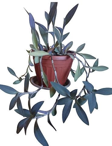Tradescantia sillamontana (paukova tradeskancija) u saksiji prečnika