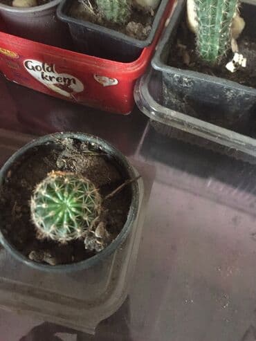 aloja kaktus: Kaktusi 100 dinara — 9