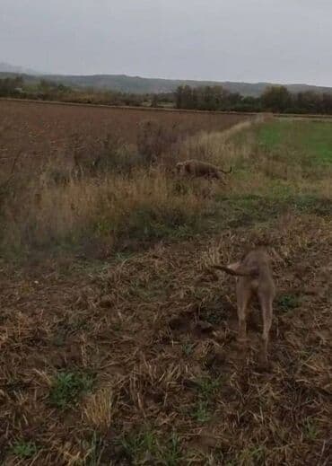 udomljavanje pasa zrenjanin: Vajmarski ptičar Ženka Vajmarskog ptičara stara 3 godine, od lovnih i — 4