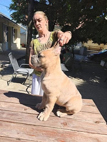 seat pets: Odgajivačnica Cane Corso Magnum Imperium nudi na prodaju prelepe — 6