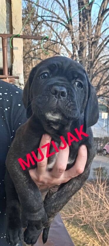 psi za dvoriste prodaja: U ponudi stenci Cane Corso kvalitetne krvne linije, odnegovani u — 3