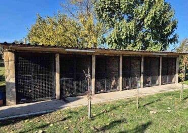 Cats: Jazavičar štenci U ponudi štenci jazavičara, starosti 2 meseca, dva — 5