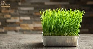 ideal gace: Barley Grass – Kesice Ječmena trava u kesicama – praktično i zdravo! — 3