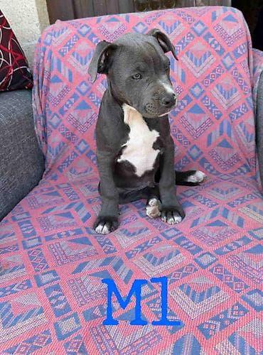 psi za udomljavanje: Pitbul Blue Nose stenci Ostenjeni 26.01. 2026. Primili 2 vakcine — 2