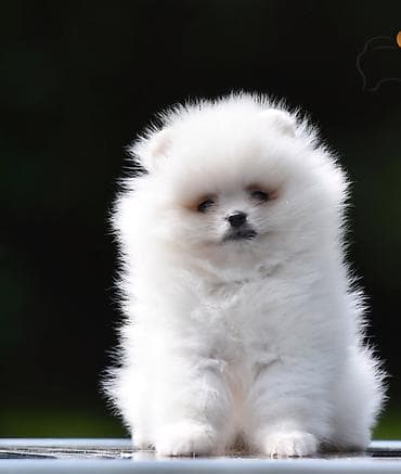 Pomeranac Boo. Štenci pomeranca vrhunskog porekla, kratkih njuškica na lalafo.rs Pomeranac Boo. Štenci pomeranca vrhunskog porekla, kratkih njuškica
