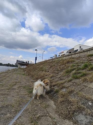 psi za dvoriste prodaja: Pomeranac (spic minijaturni) – prelep, pahuljast pas narandžasto-krem — 6