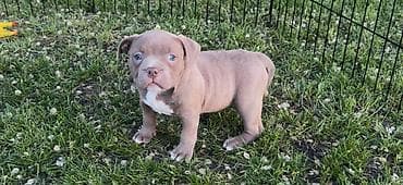 Psi: American bully pocket lilac štenci. 4 lilac zenki, 2 zute zenke — 10